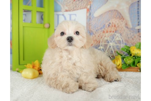 販売中の千葉県のミックス犬-392876の4枚目