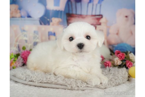 販売中の千葉県のマルチーズ-392850の10枚目