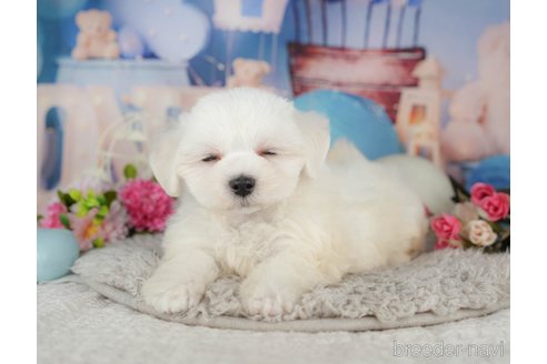 販売中の千葉県のマルチーズ-392850の4枚目