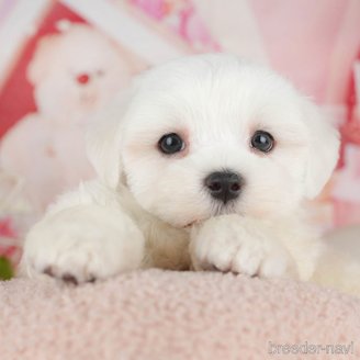 販売中の千葉県のマルチーズ-392846