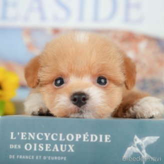 販売中の千葉県のミックス犬-392852