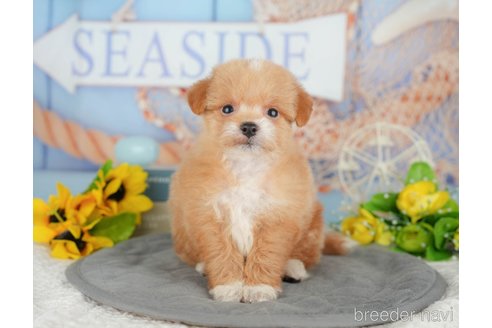 販売中の千葉県のミックス犬-392852の10枚目