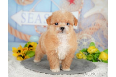 販売中の千葉県のミックス犬-392852の9枚目