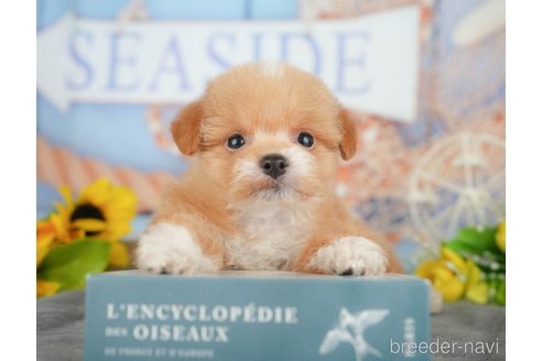 販売中の千葉県のミックス犬-392852の8枚目