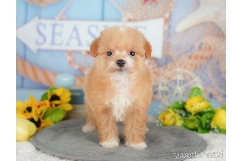 販売中の千葉県のミックス犬-392852の7枚目