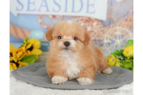 販売中の千葉県のミックス犬-392852の5枚目