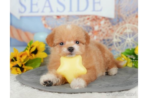 販売中の千葉県のミックス犬-392852の6枚目