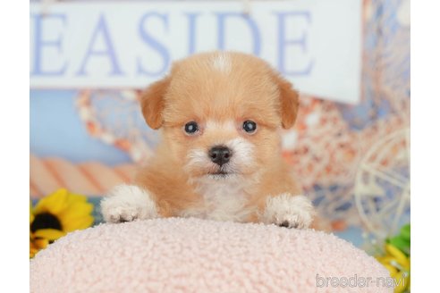 販売中の千葉県のミックス犬-392852の4枚目