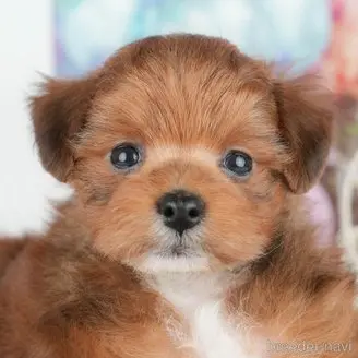販売中の千葉県のミックス犬-392854