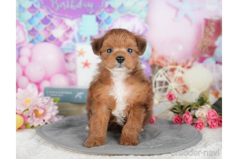 販売中の千葉県のミックス犬-392854の10枚目