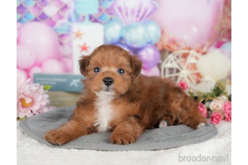 販売中の千葉県のミックス犬-392854の9枚目