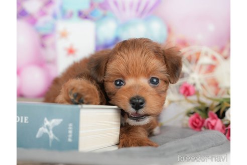販売中の千葉県のミックス犬-392854の8枚目