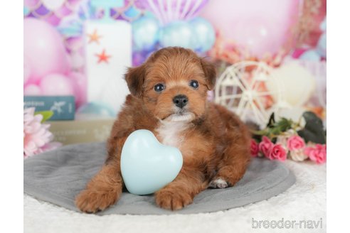 販売中の千葉県のミックス犬-392854の6枚目