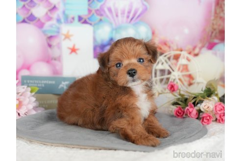 販売中の千葉県のミックス犬-392854の4枚目