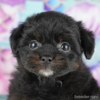 販売中の千葉県のミックス犬-392855