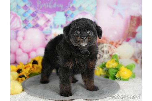 販売中の千葉県のミックス犬-392855の10枚目