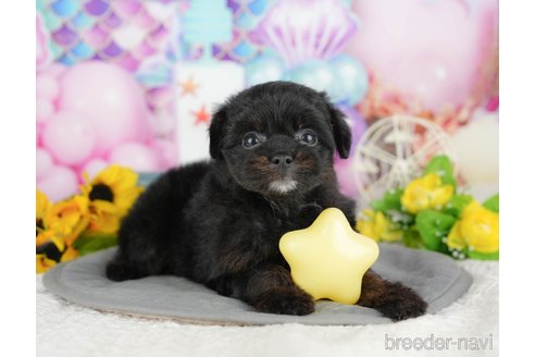 販売中の千葉県のミックス犬-392855の9枚目
