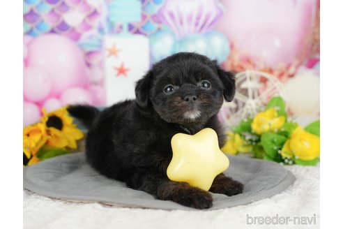 販売中の千葉県のミックス犬-392855の8枚目