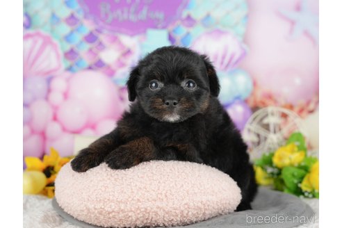 販売中の千葉県のミックス犬-392855の6枚目