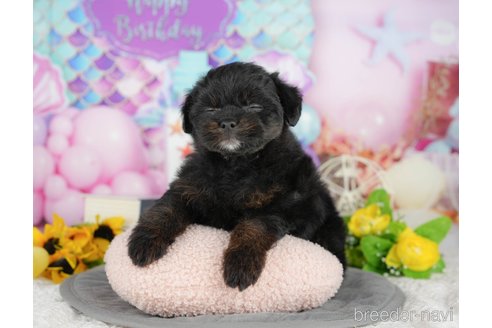 販売中の千葉県のミックス犬-392855の7枚目