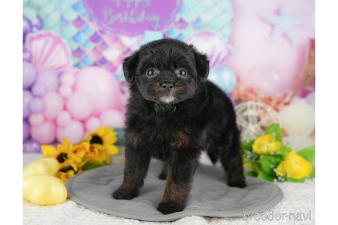 販売中の千葉県のミックス犬-392855の5枚目