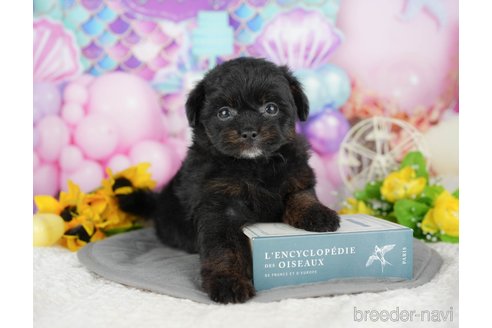 販売中の千葉県のミックス犬-392855の4枚目