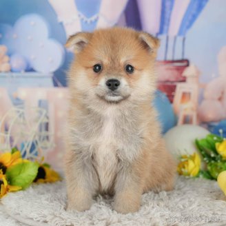 販売中の千葉県のミックス犬-392811の1枚目