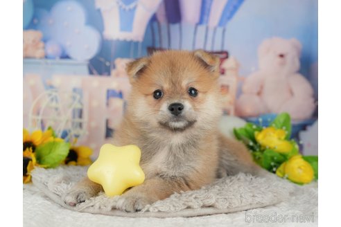 販売中の千葉県のミックス犬-392811の10枚目