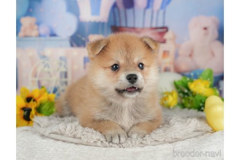 販売中の千葉県のミックス犬-392811の9枚目