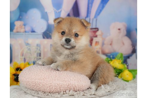 販売中の千葉県のミックス犬-392811の8枚目