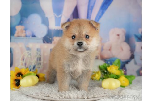 販売中の千葉県のミックス犬-392811の7枚目