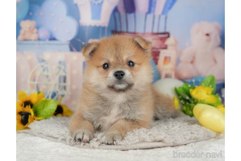 販売中の千葉県のミックス犬-392811の6枚目