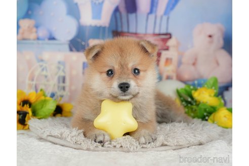 販売中の千葉県のミックス犬-392811の5枚目