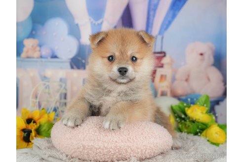 販売中の千葉県のミックス犬-392811の4枚目