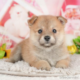 販売中の千葉県のミックス犬-392814の1枚目