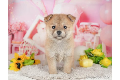 販売中の千葉県のミックス犬-392814の10枚目