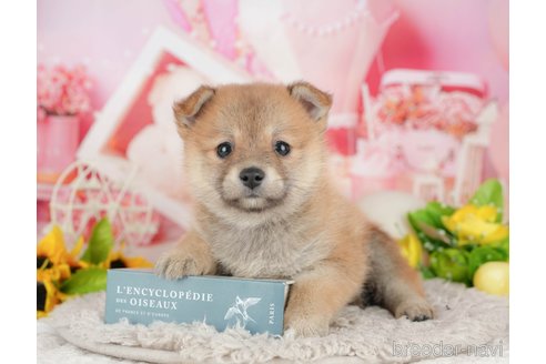 販売中の千葉県のミックス犬-392814の9枚目