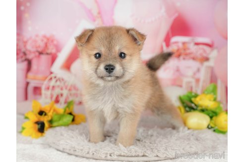 販売中の千葉県のミックス犬-392814の8枚目
