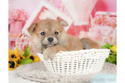 販売中の千葉県のミックス犬-392814の7枚目
