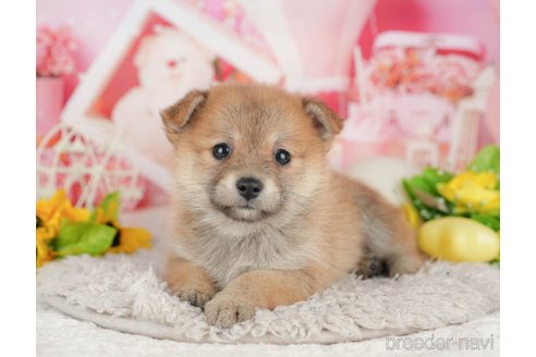 販売中の千葉県のミックス犬-392814の6枚目