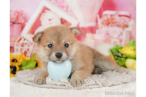 販売中の千葉県のミックス犬-392814の5枚目
