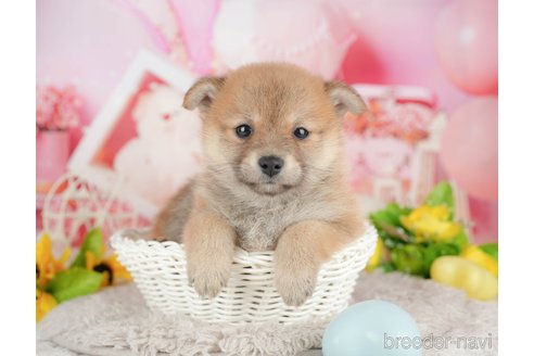 販売中の千葉県のミックス犬-392814の4枚目