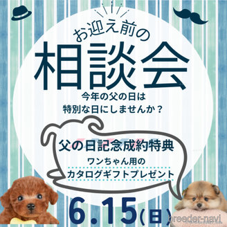 販売中の千葉県のミックス犬-392814の3枚目