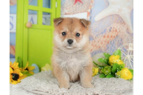 販売中の千葉県のミックス犬-392817の10枚目