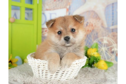 販売中の千葉県のミックス犬-392817の9枚目