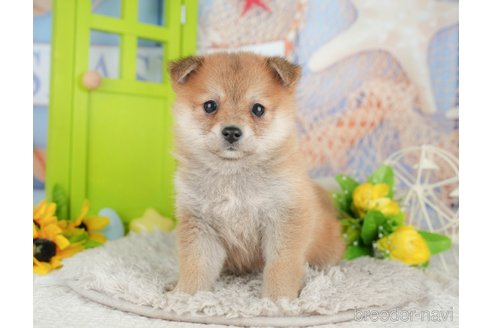 販売中の千葉県のミックス犬-392817の8枚目