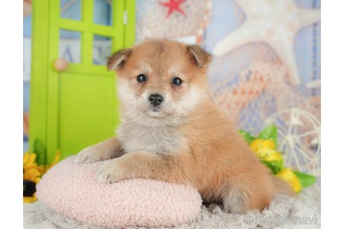 販売中の千葉県のミックス犬-392817の7枚目