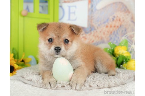 販売中の千葉県のミックス犬-392817の6枚目