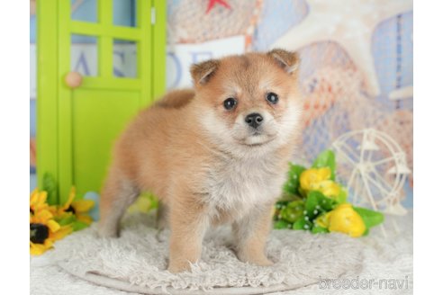 販売中の千葉県のミックス犬-392817の5枚目