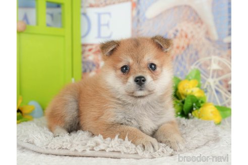 販売中の千葉県のミックス犬-392817の4枚目
